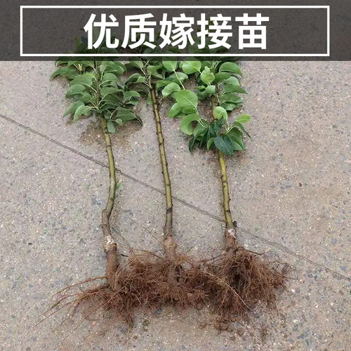 翠冠梨树果苗南北方种植早熟大树活苗盆栽嫁接特大果树苗当年结果 - 图1