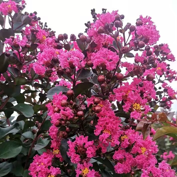 紫薇花树苗庭院别墅地栽耐寒花卉高杆四季绿化工程苗木红花带土球 - 图0