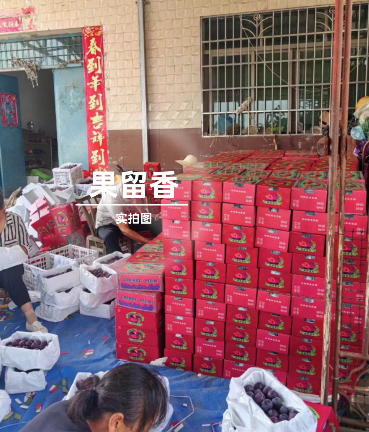 李子树苗樱桃红肉李嫁接苗木特大脆李龙李果苗树苗,淘宝优惠券,粉丝福利购,淘宝优惠卷