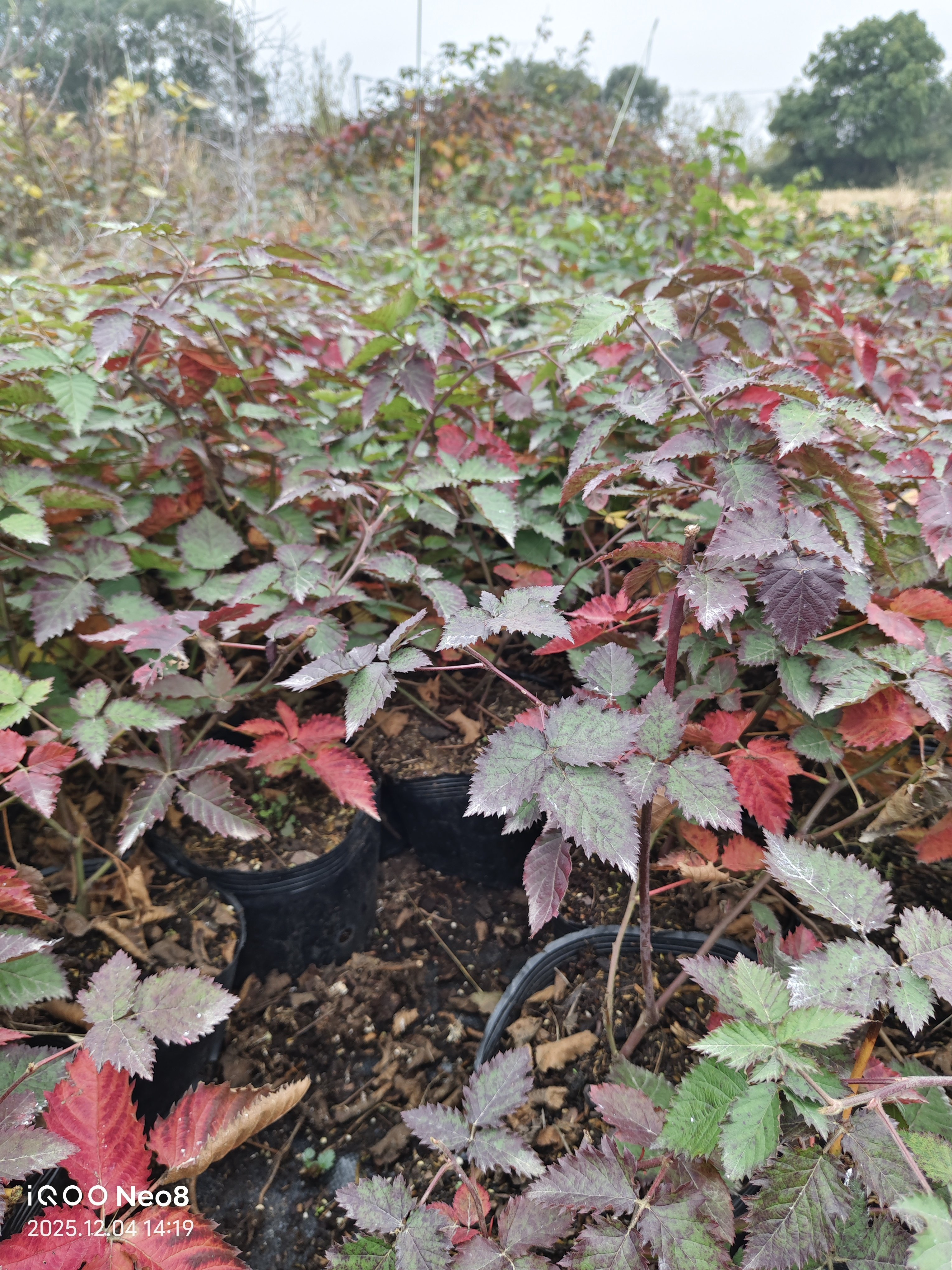 【树莓】钵苗带原土可盆栽地栽庭院种植(红莓，黄莓，黑莓),淘宝优惠券,粉丝福利购,淘宝优惠卷
