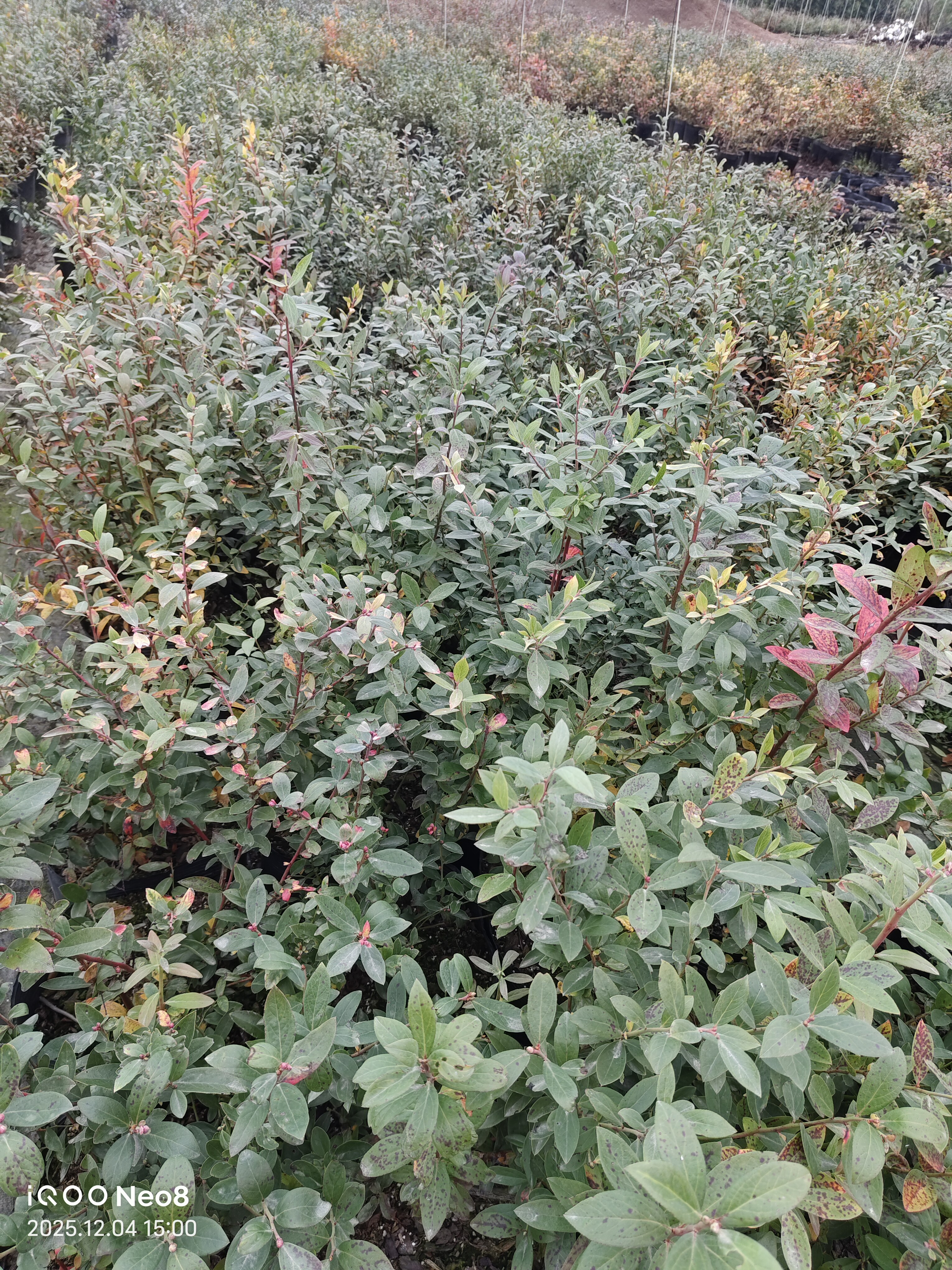 【兔眼蓝莓苗】树苗庭院阳台可种中钵(16*16)大钵(21*17，26*21),淘宝优惠券,粉丝福利购,淘宝优惠卷