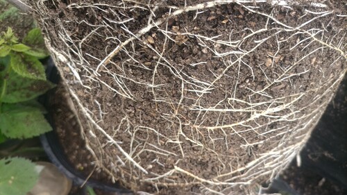 【枣树】枣树南北方盆栽地栽庭院种植耐寒耐热 - 图3