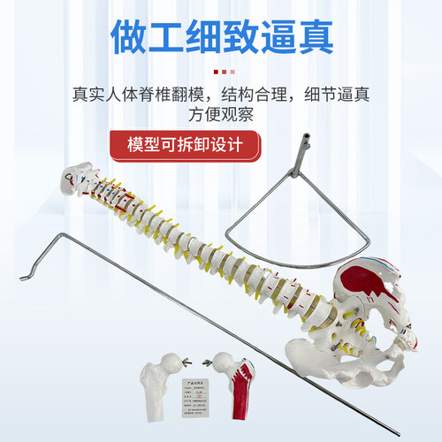人体脊柱模型1:1成人医学正骨练习骨骼模型颈椎腰椎脊椎骨架模型 - 图1