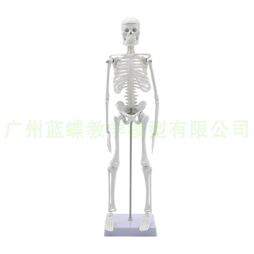 45CM 85cm人体骨骼模型 全身骨架模型成人小骷髅教学模型脊椎模型 - 图3