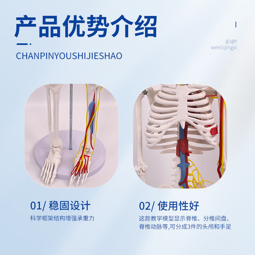 人体骨骼模型 85cm带神经血管心脏模型 骷髅骨架模型 椎间盘 神经 - 图2