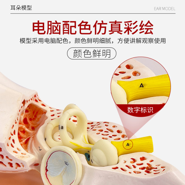 Blue Butterfly Human Ear Zoom Anatomical Teaching Model