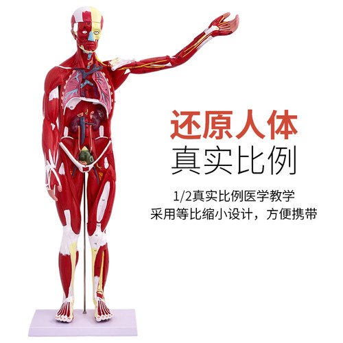 80CM人体全身肌肉模型内脏器官解剖结构组织拆卸运动仿真医学教学 - 图1