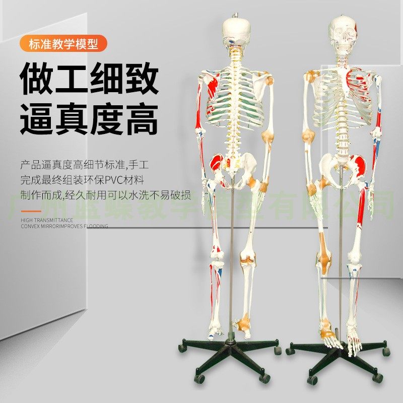 170cm人体骨骼模型骨架肌肉着色韧带成人小白骷髅全身教学脊椎_虎窝淘