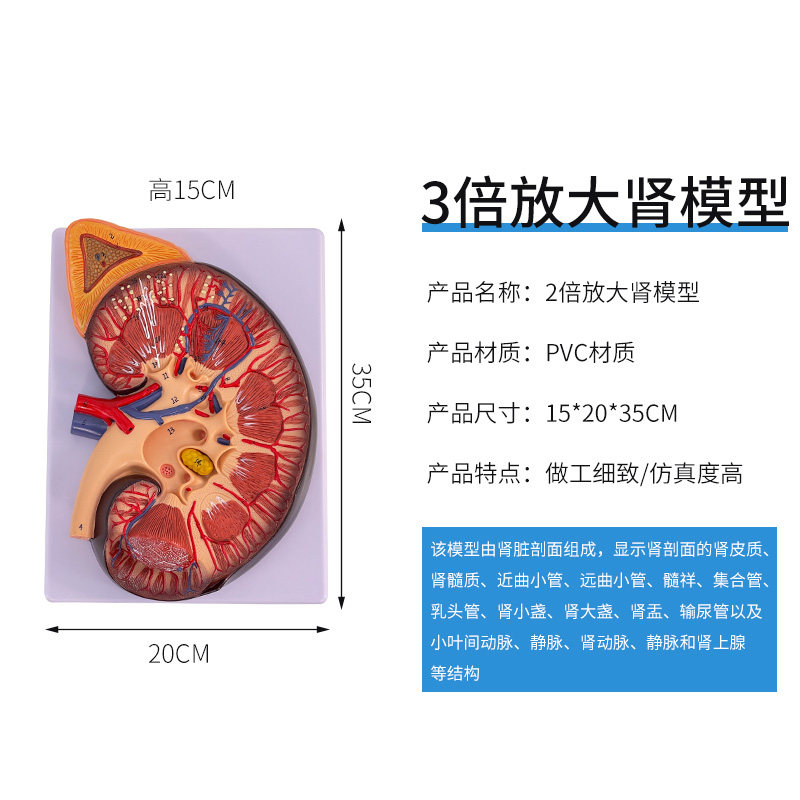 肾脏模型人体内脏模型骨骼自然大肾解剖附肾上腺模型标本_虎窝淘