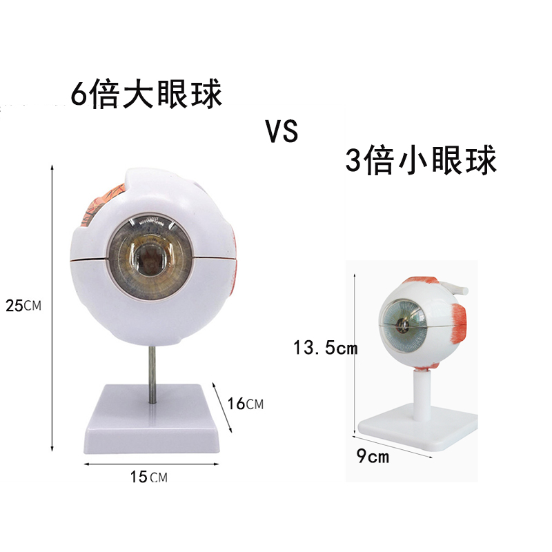 人体眼球仿真模型l6倍放大眼睛结构造解剖眼模型教学仪器珠具医学 - 图2