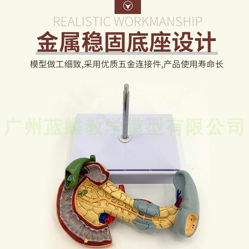教学仿真病变胰脾肝胆十二指肠模型病理胰腺标本胰脾肝胆解剖_虎窝淘