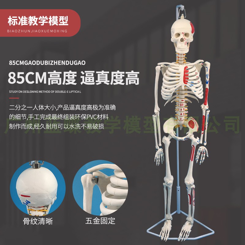 85CM人体骨骼模型肌肉着色骨架模型 附椎间盘神经肌肉起止点 立式 - 图0