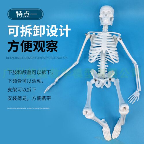 45CM 85cm人体骨骼模型 全身骨架模型成人小骷髅教学模型脊椎模型 - 图0