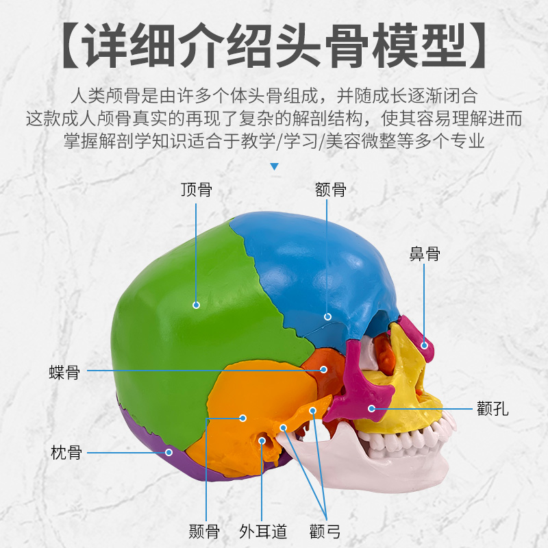 彩色可分解头颅骨插件颅模型可拆分22部分教学头骨模型医学教学-图1