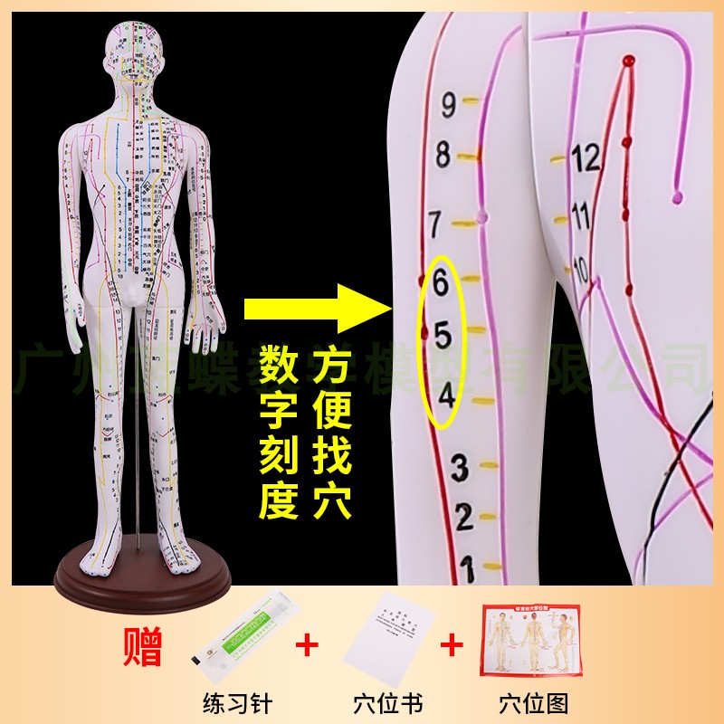 全白针灸 人人体针灸模型经络穴位中医全身模特图 可扎针练习 - 图2