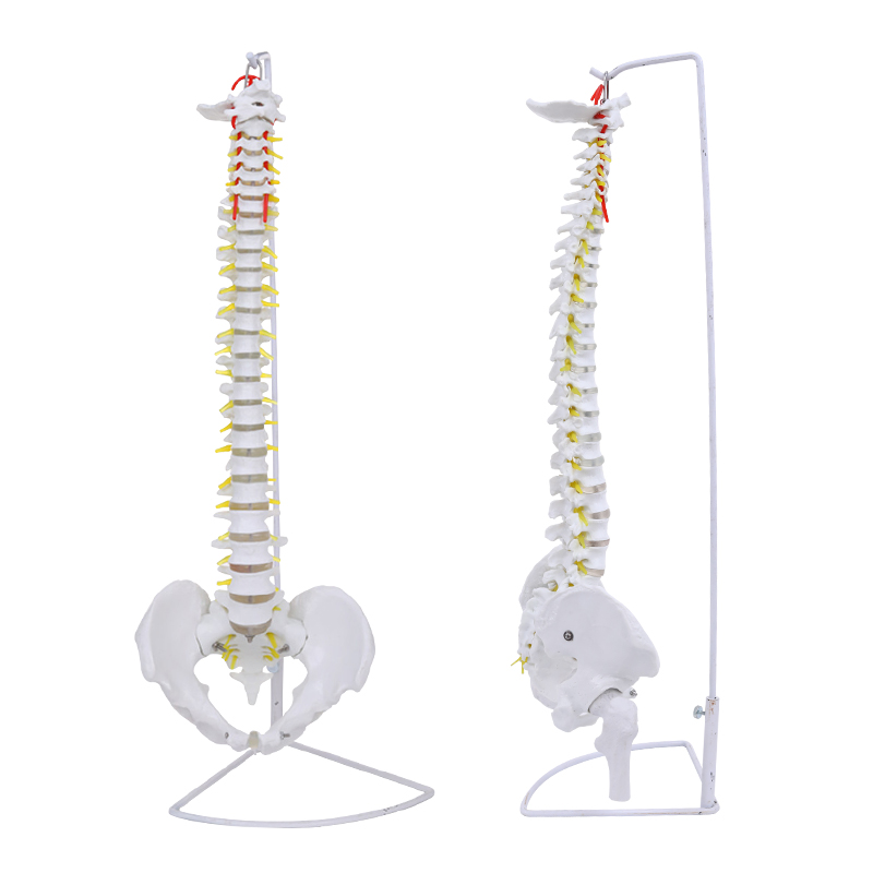 人体脊柱模型1:1成人医学正骨练习骨骼模型颈椎腰椎脊椎骨架模型 - 图3