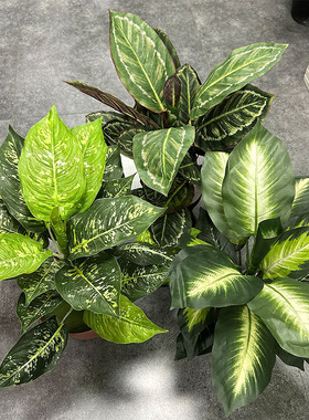 大叶绿萝植物墙配材猪心叶万年青仿真植物盆景盆栽装饰
