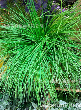 精品长青草韭菜仿真水草植物墙配材河葱草家居饰品麦芽草厂家