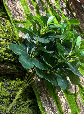 7叉冬青叶植物墙配材仿真福禄桐小区园林绿景装饰杨梅叶厂家