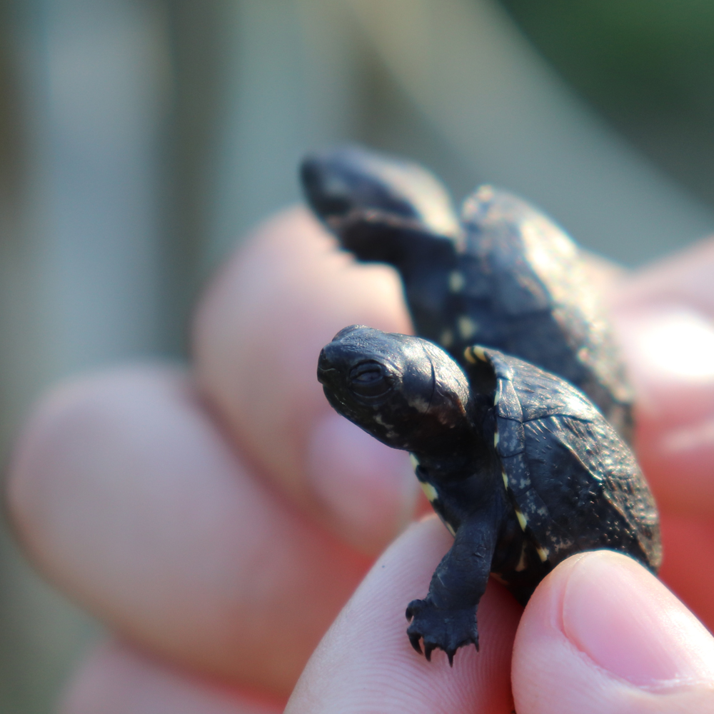 头盔蛋龟苗活体迷你宠物龟泥龟剃刀果核红面蛋小型观赏巨头深水龟,淘宝优惠券,粉丝福利购,淘宝优惠卷