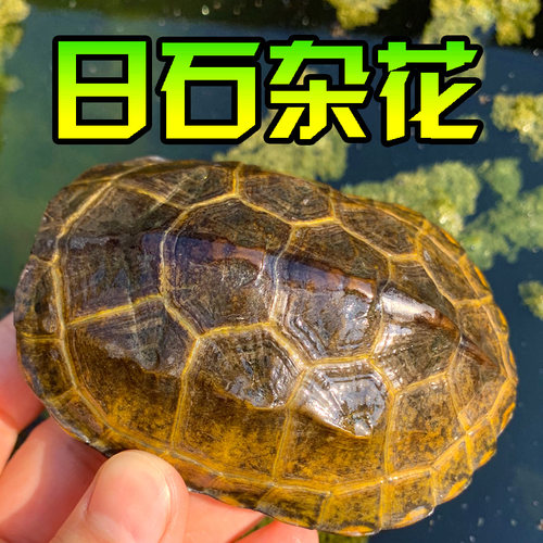 乌龟活体日本石龟杂小草宠物招财家养小乌龟日石杂花草龟头苗外塘 - 图2