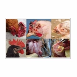 Цыпленка для лечения прыщей курицы от прыщей фазана заживаем