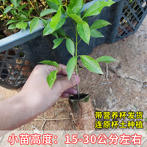 广西三叉苦树苗正宗三丫苦药材种植三桠苦种子苗树带土带叶发货 - 图0