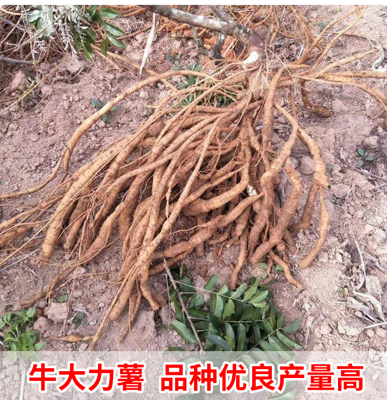 牛大力苗中小叶品种正宗细叶野生种植牛古大力改良结薯快中药材苗-图3