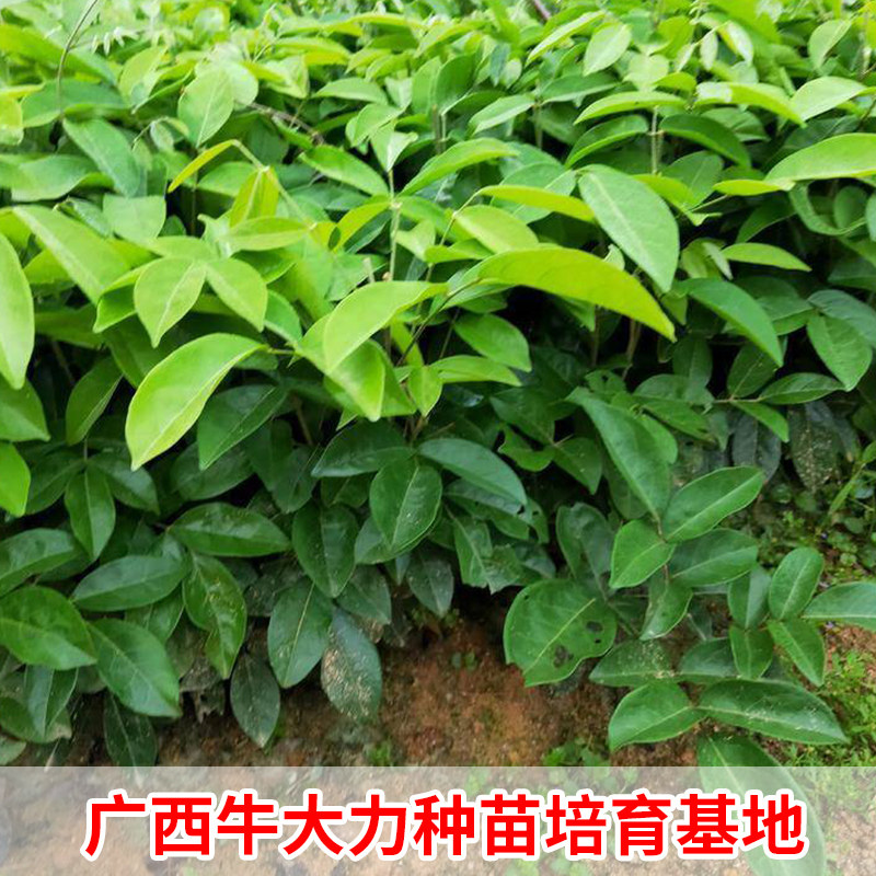 牛大力苗大中小叶品种正宗细叶种植牛古大力薯良种结薯快中药材苗,淘宝优惠券,粉丝福利购,淘宝优惠卷