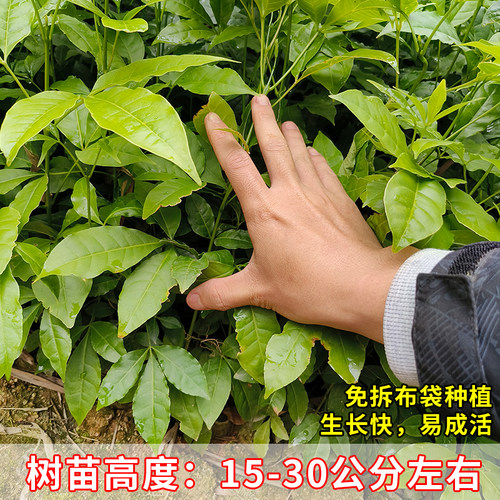广西三叉苦树苗正宗三丫苦药材种植三桠苦种子苗树带土带叶发货 - 图2