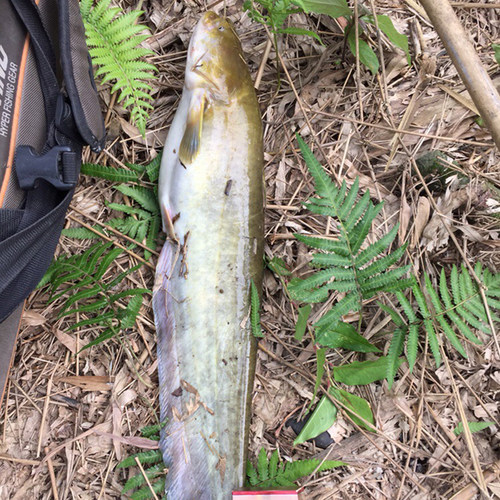 鲶鱼公敌钓鱼小箹野钓鲶鱼饵料诱鱼剂黄辣丁胡子鲶打窝料黄鳝小药 - 图2