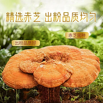 【胡庆余堂官旗】古医破壁灵芝孢子粉[20元优惠券]-寻折猪