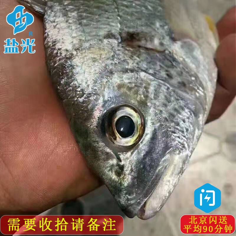 冰鲜黄翅鱼250g条湛江海鲜新鲜黄鲷鱼海鲜深海鱼鲜活黄脚立黑鲷鱼 - 图1