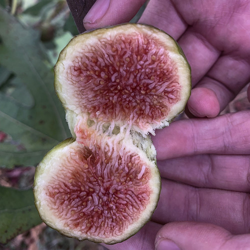 芭劳奈无花果 绿皮红肉大芭 芭劳耐无花果树苗盆栽地栽当年结果 - 图0