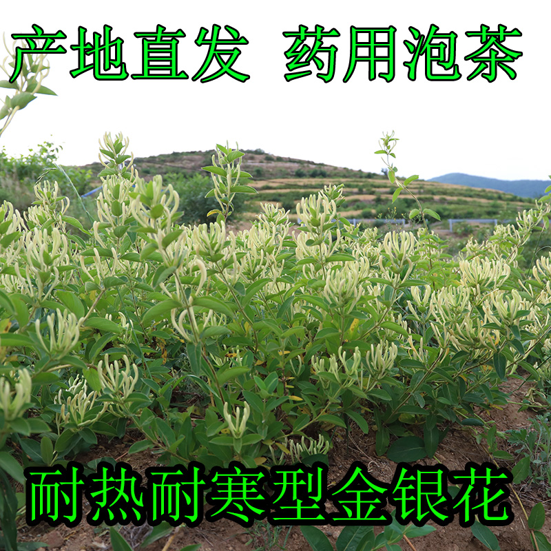 中药材种植食用树形四季金银花树苗种子盆栽爬藤大苗老树桩小苗 - 图2