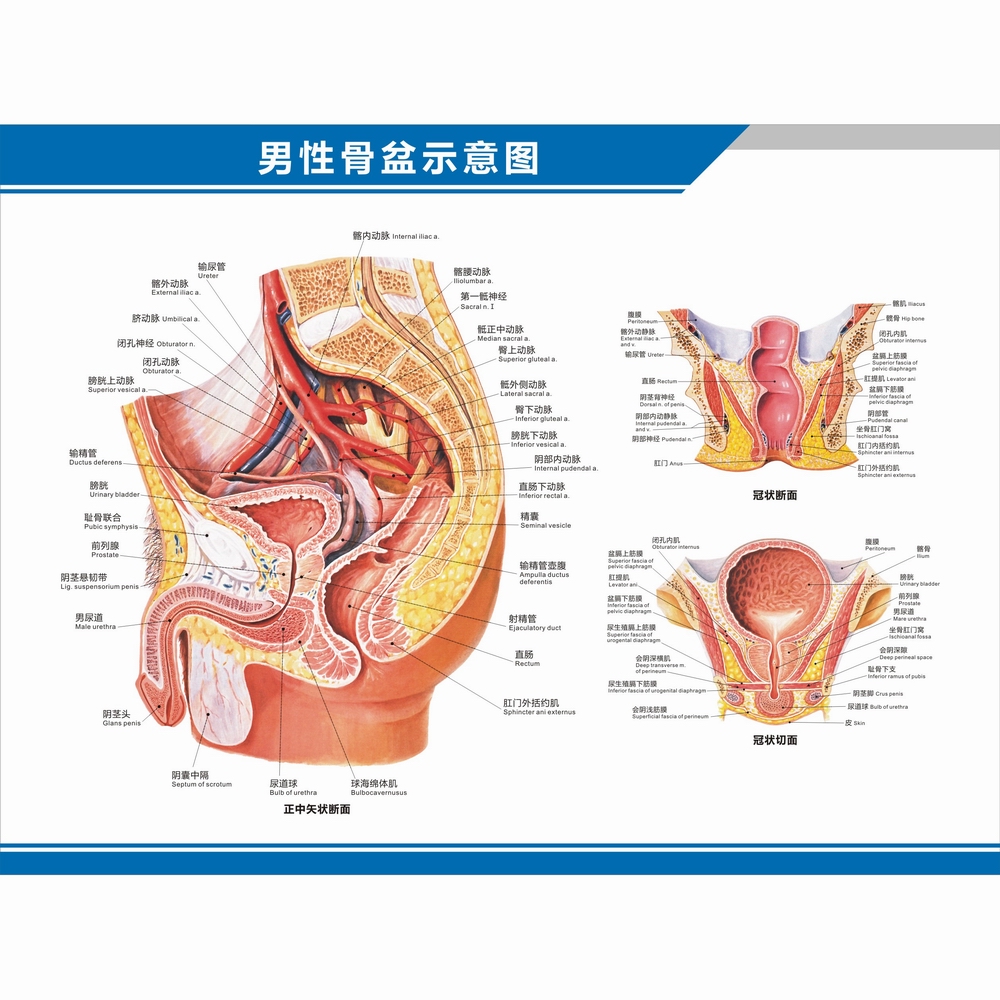 男性泌尿生殖系统解剖图骨盆睾丸结构图阴茎中英文医院科室挂图 - 图1