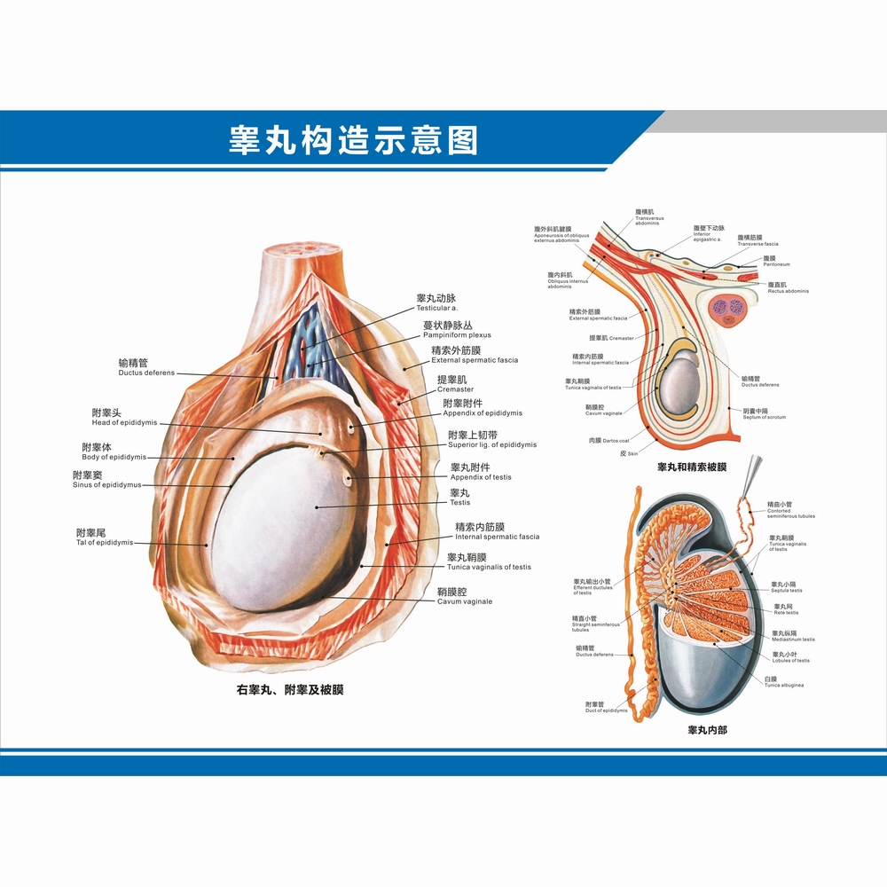 男性泌尿生殖系统解剖图骨盆睾丸结构图阴茎中英文医院科室挂图 - 图2