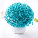 Полный тиантиан сухой цветочный зверь истинный цветочный гостиная, домашнее украшение, мигающие цветы Юньнань натуральные свежие свежие свежие букет