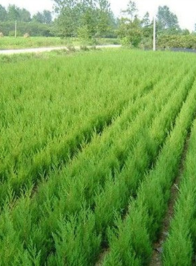 花盆桧柏快柏小苗小苗 蜀快树苗庭院植物绿化苗木工程四季常青