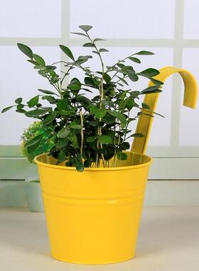 彩色挂钩可拆卸铁皮绿植多肉花盆