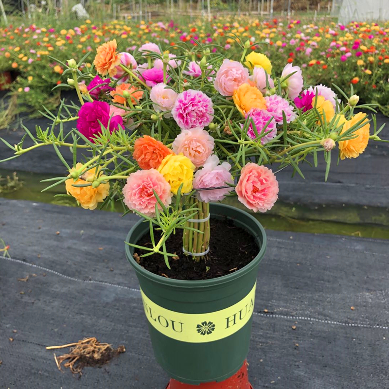 多年生重瓣太阳花夏秋季天天开花阳台庭院绿植盆栽带根苗枝条易养 - 图1