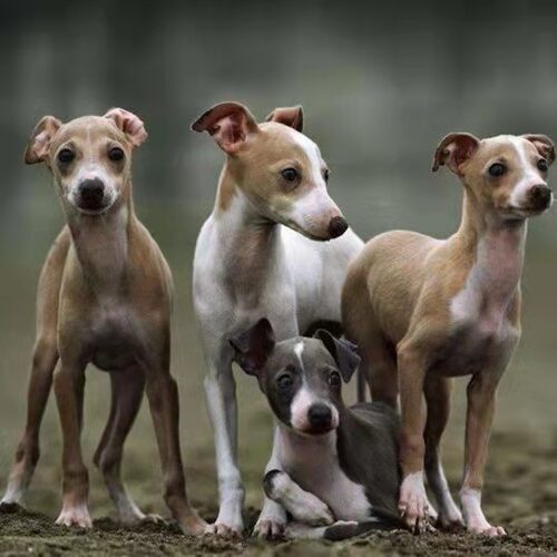 灵缇犬格力犬惠比特犬幼犬活体纯种猎兔犬成年全活比格犬幼犬狗狗 - 图2