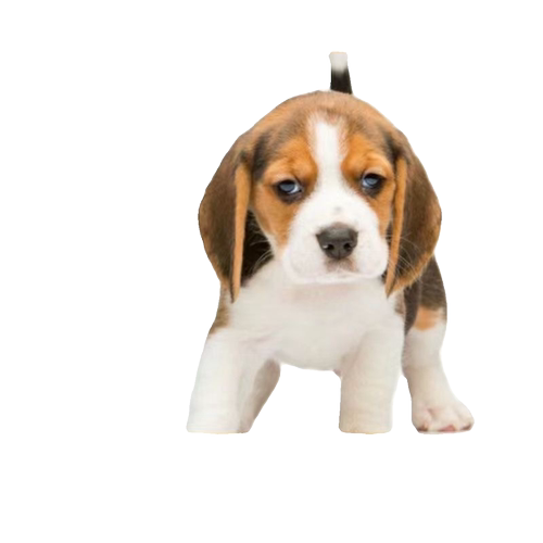 灵缇犬格力犬惠比特犬幼犬活体纯种猎兔犬成年全活比格犬幼犬狗狗 - 图3
