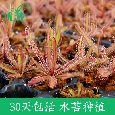 灭蚊灯茅膏菜食虫植物孔雀好望角珊瑚食人花捕虫草驱蚊草盆栽 虎窝淘