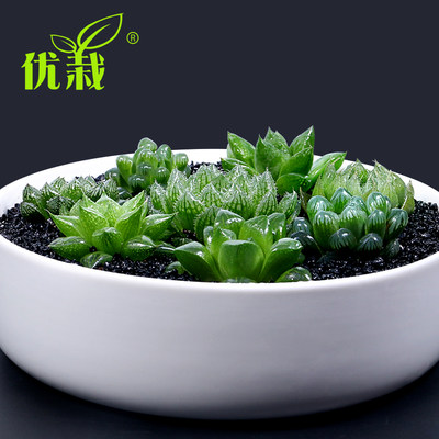优栽玉露类十二卷樱水晶玉露冰灯玉露多肉植物盆栽办公室肉肉植物 虎窝淘