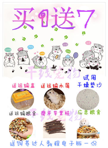 宠物小仓鼠活物已打过疫苗金丝熊活体情侣三线银狐布丁紫仓送手册 - 图2