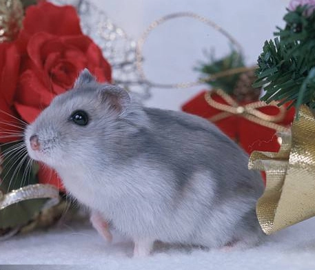 Выбранная печень Pet Little Hamster была вакцинирована, пара живых кукол