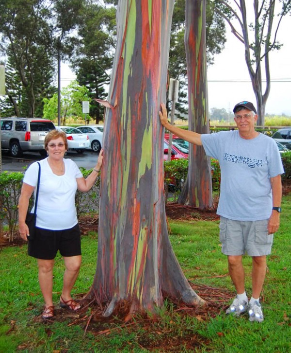 【种子】多年生 尤加利 桉树 彩虹桉 Eucalyptus deglupta  5粒 - 图1