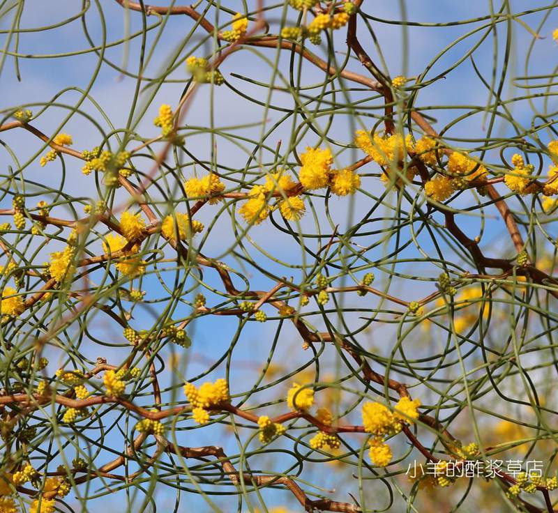 【种子】多年生 垂枝灌木 细绳金合欢 ACACIA merinthophora 5粒 - 图0