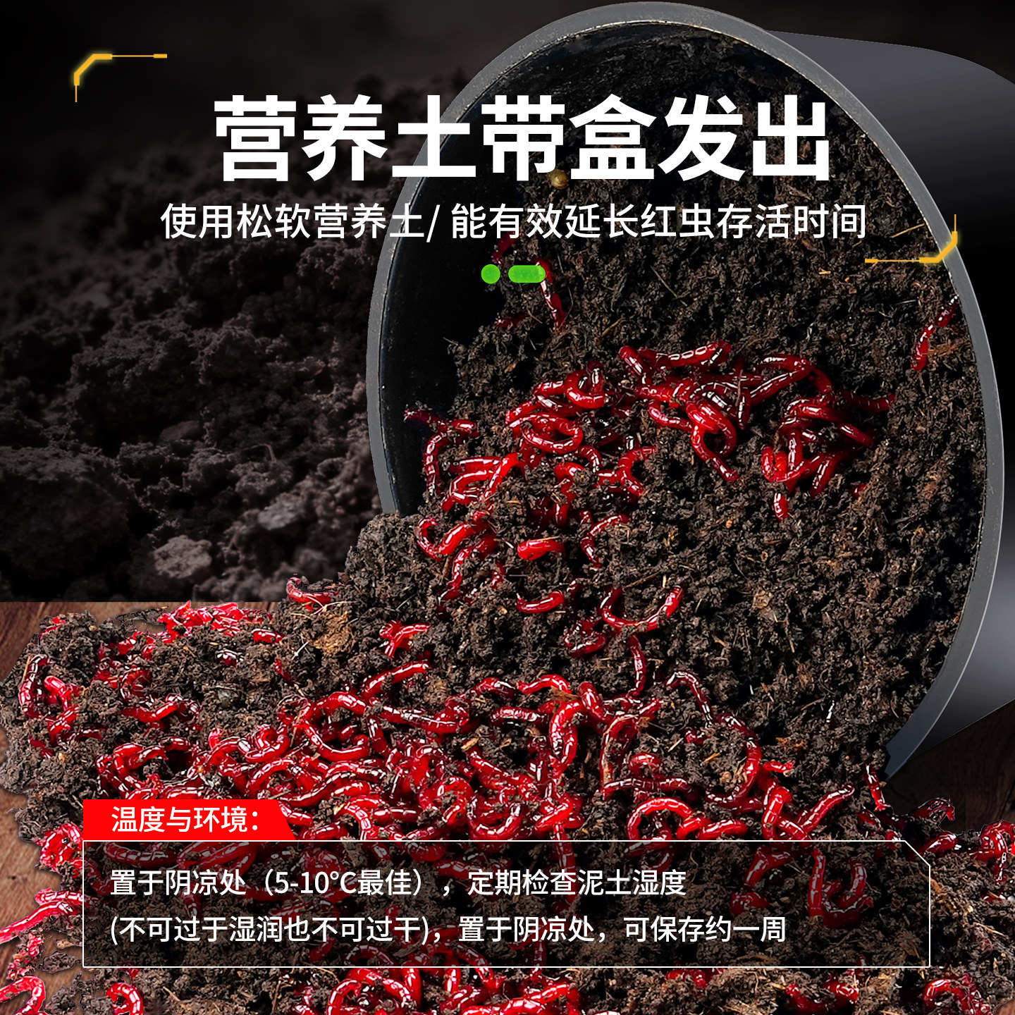 红虫新鲜活饵特大号公虫批鱼饵蚯蚓红蛆喂鱼台钓饵料挂钩钓鲫鱼,淘宝优惠券,粉丝福利购,淘宝优惠卷